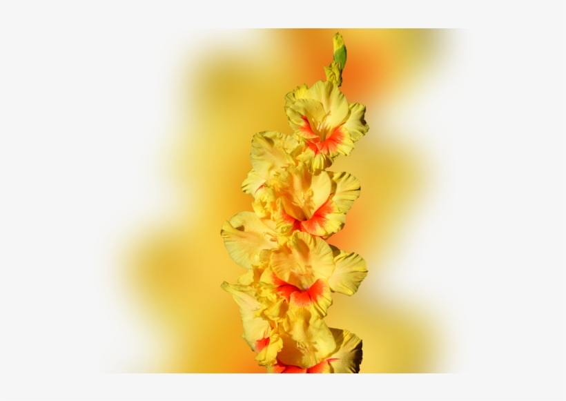 Color Palette Ideas From Flower Flowering Plant Yellow - Gladioli Notebook, transparent png download