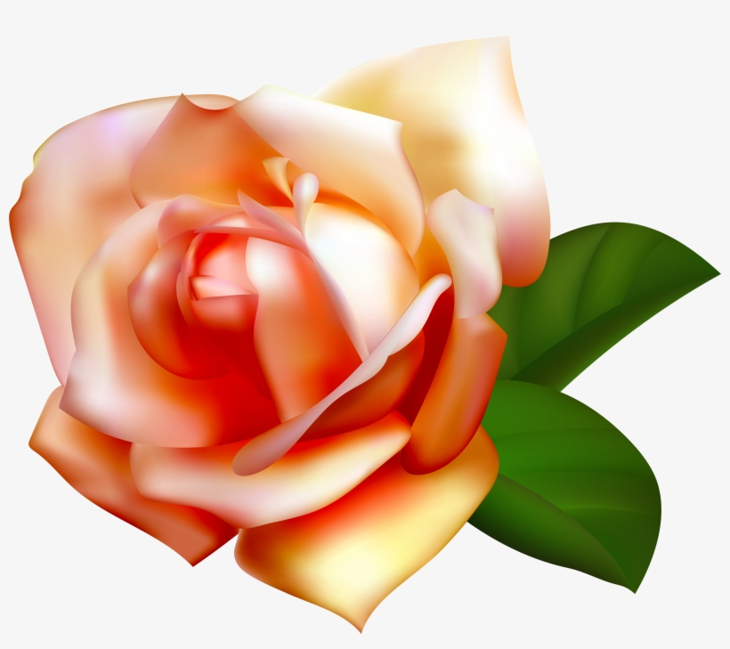Beautiful Rose - Rose, transparent png download