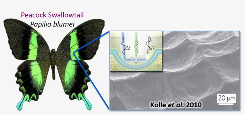 Aaron Pomerantz On Twitter - Rhythm - Marc Vedo - Download, transparent png download