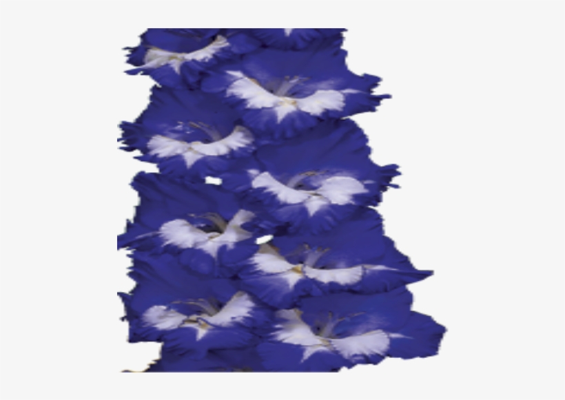 Gladiolus Us Novelty Blue Skies Spring Bulb - Delphinium, transparent png download