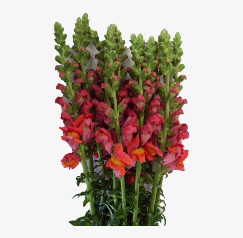 This Fresh Cut Wholesale Flowers Are Know As Symbols - Qualcomm Snapdragon, transparent png download