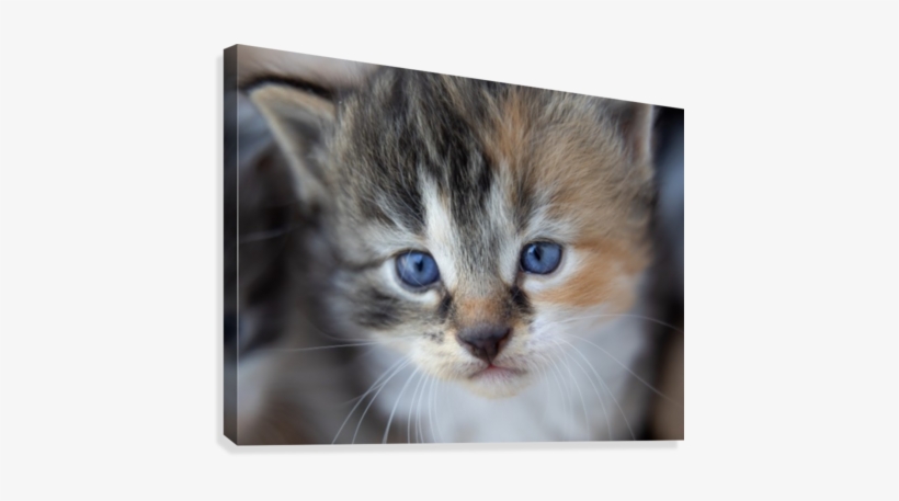 Kitten Face Canvas Print - Artist, transparent png download