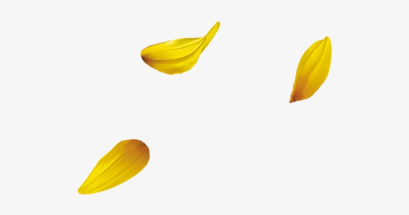 Flower Petal Png - Yellow Flower Petal Png, transparent png download