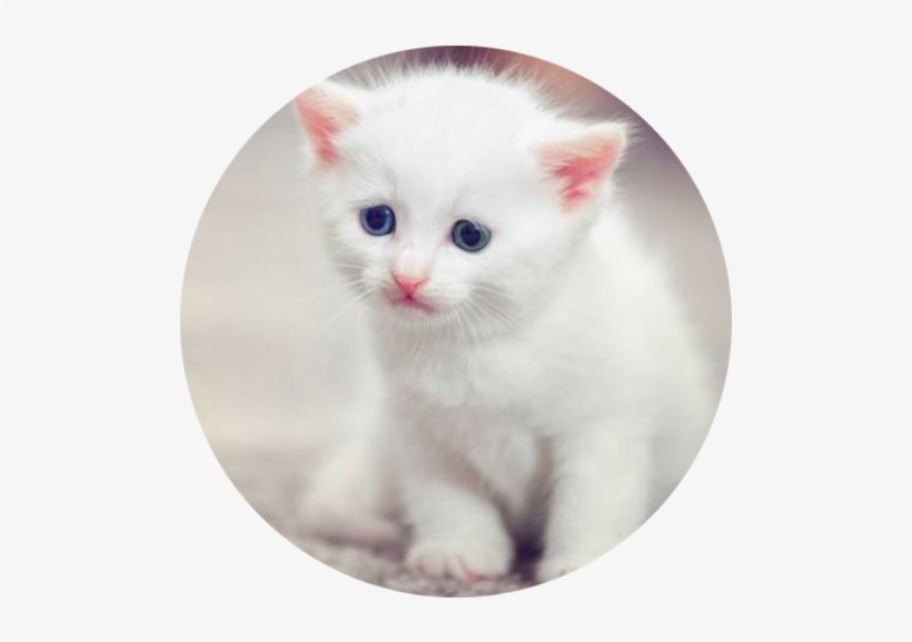 Adorable Tiny Kitten - Miss You And Love You So Much, transparent png download