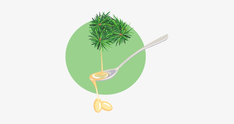 What Does Red Pine Needle Contain - Illustration, transparent png download