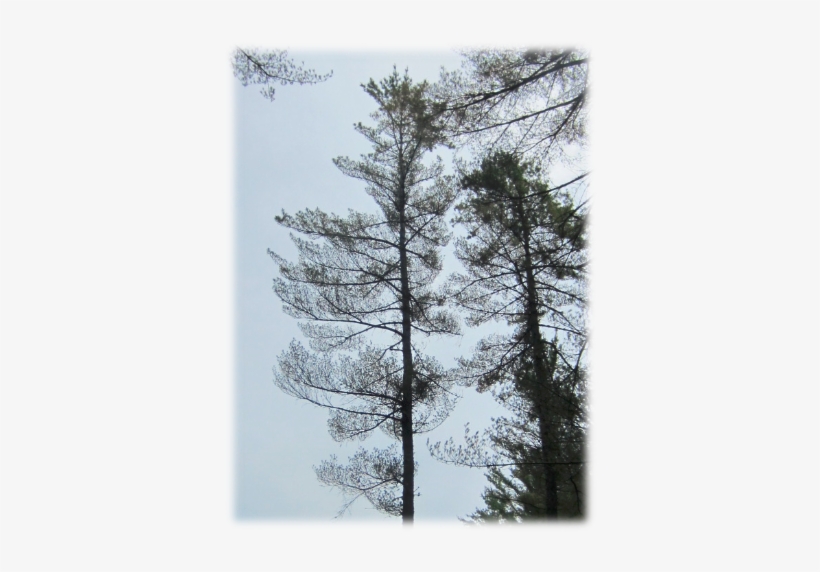 North Country-northeast Kingdom - Pond Pine, transparent png download