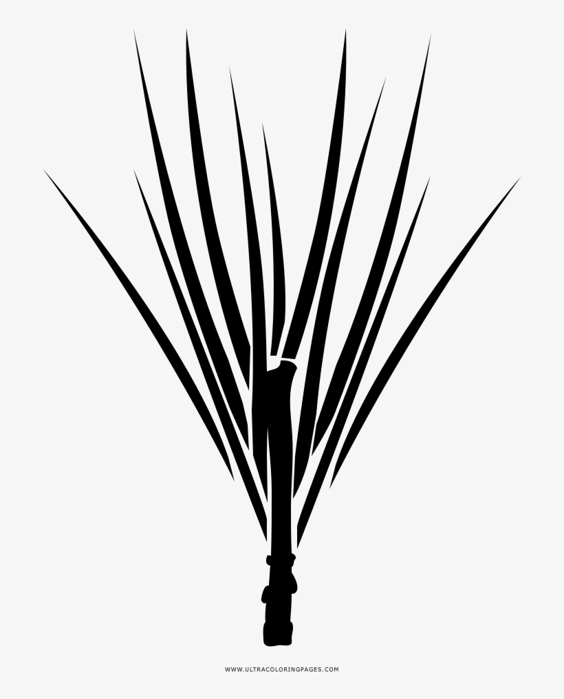 Pine Needles Coloring Page - Illustration, transparent png download