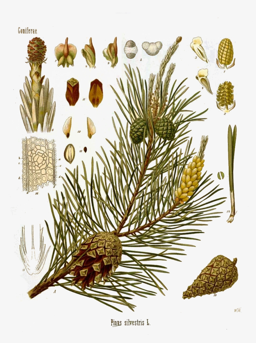 Pine Oil Is Used In Aroma Lamps To Clear Congestion - Medicinal Plants Vintage, transparent png download