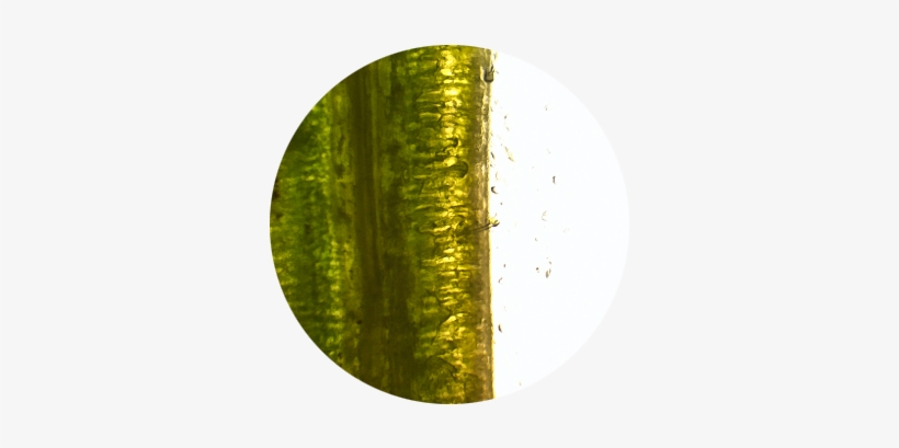 Needle Pine Needle - Pine Needle Tea, transparent png download