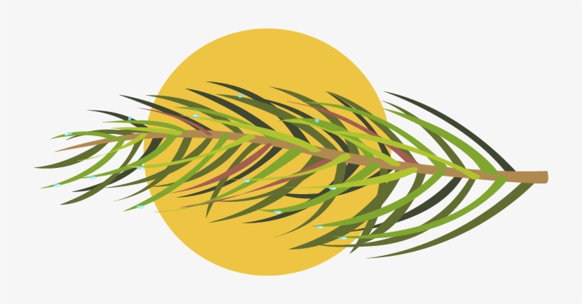 Red Pine Needle - La Gi, transparent png download