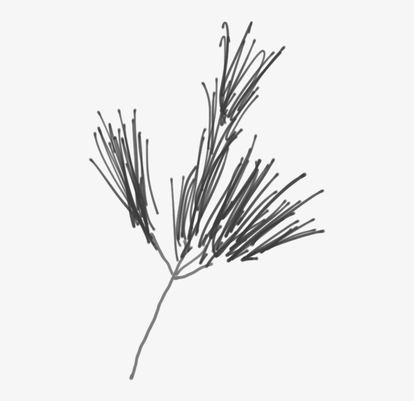 Sketch Of A White Pine Branch - Western Yellow Pine, transparent png download