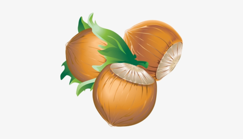 Free Png Hazelnut Png Images Transparent - Chestnut Vector Free, transparent png download