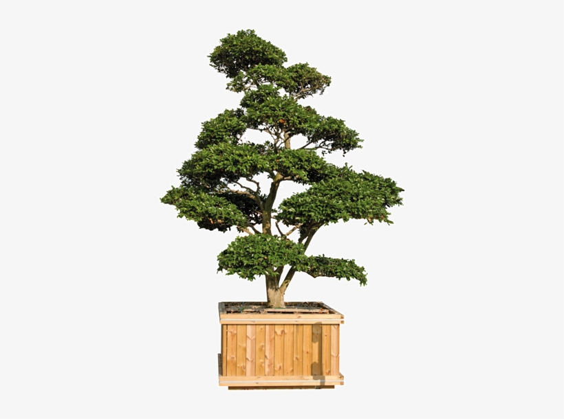 Prices On Request, Plants From 150cm To 270 Cm High - Terrace Garden, transparent png download