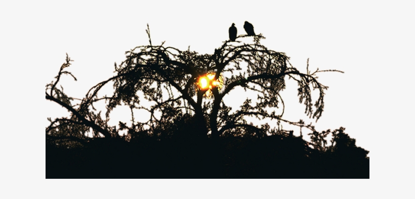 Halloween Graphics - Portable Network Graphics, transparent png download