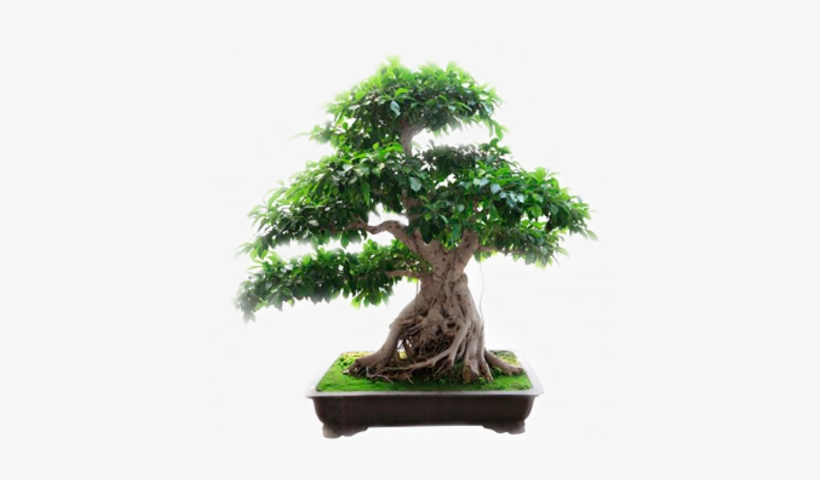 Olive Green Bonsai - Arbol De La Higuera, transparent png download