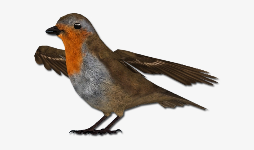 European Robin Png Free Download - Aquila Chrysaetos Hbw, transparent png download