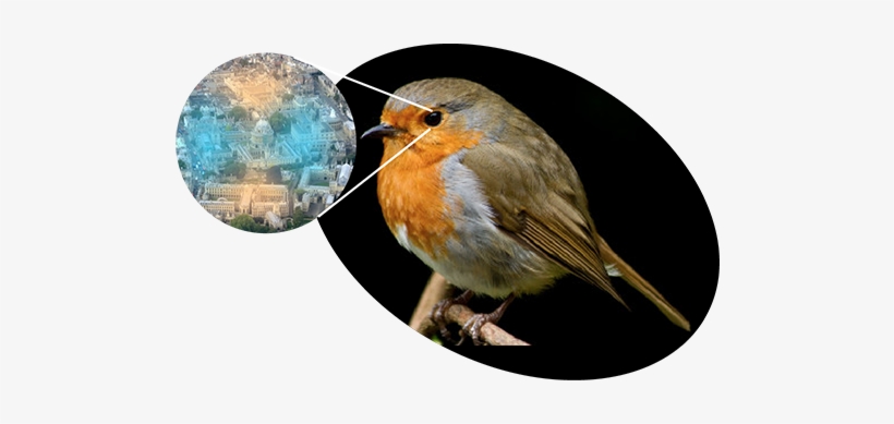 3 Nov - Quantum Robin, transparent png download