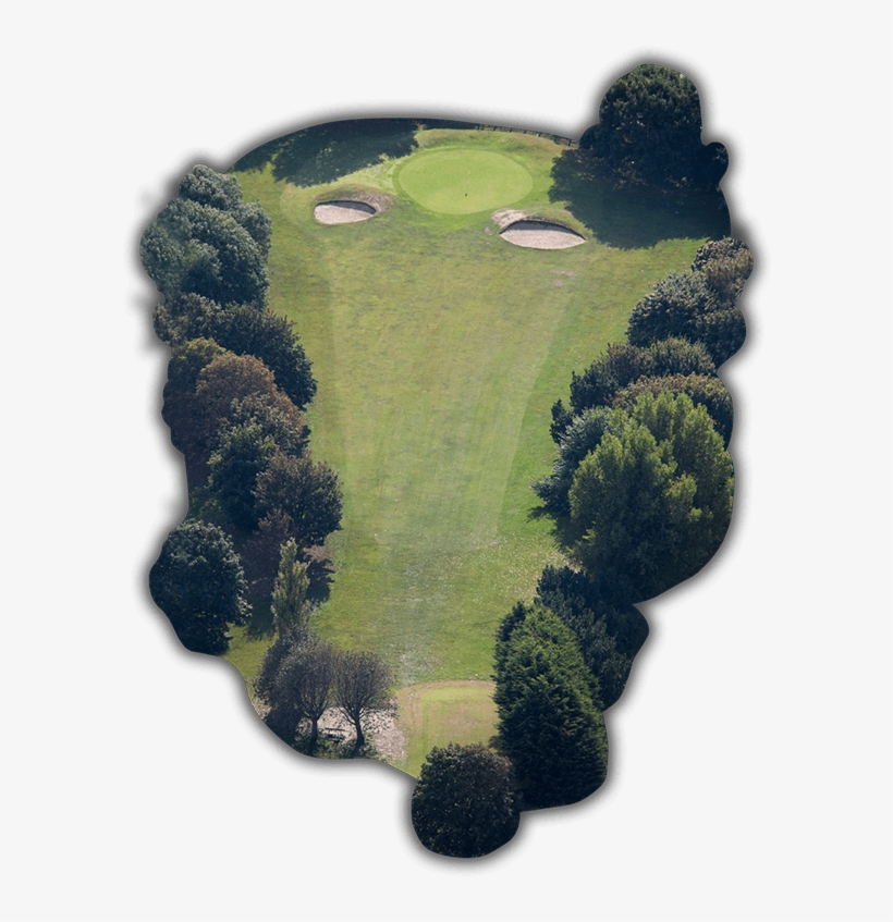 Tree, transparent png download