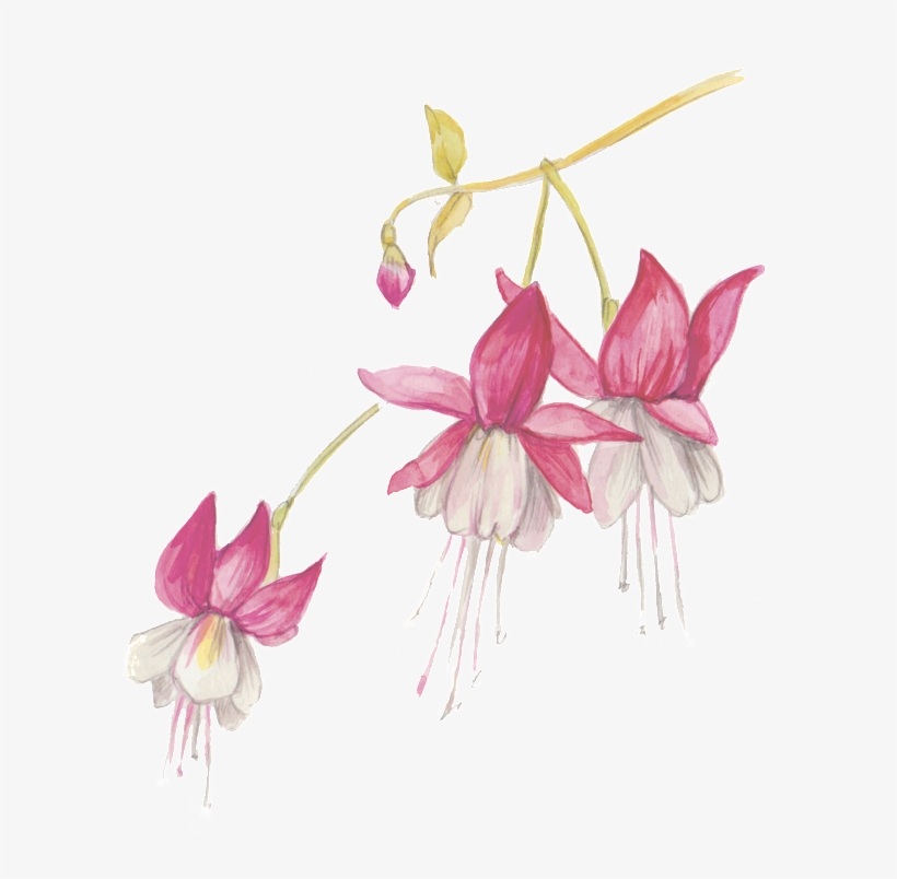 White Flower Withered Transparent Decorative - Portable Network Graphics, transparent png download