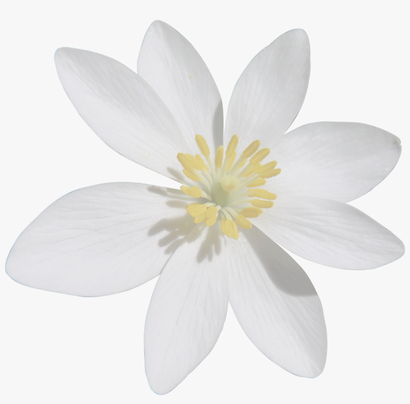 Blood Turmeric, White Flower, Cut Out - Small White Flower Png, transparent png download
