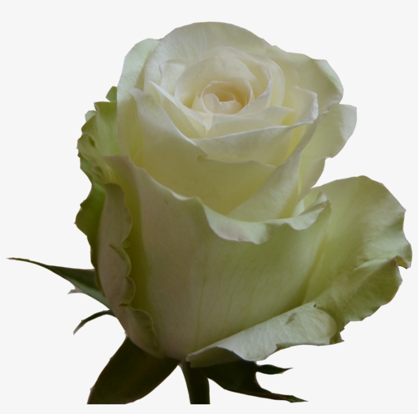 Floribunda, transparent png download