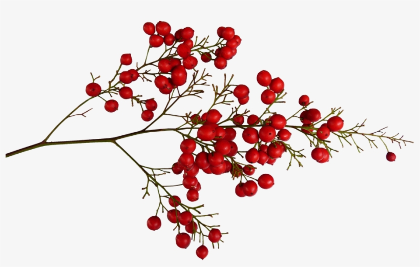 Berries, Red, Plant - Red Berries Tree Png PNG Image | Transparent PNG