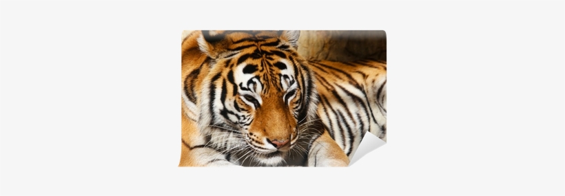 Siberian Tiger, transparent png download
