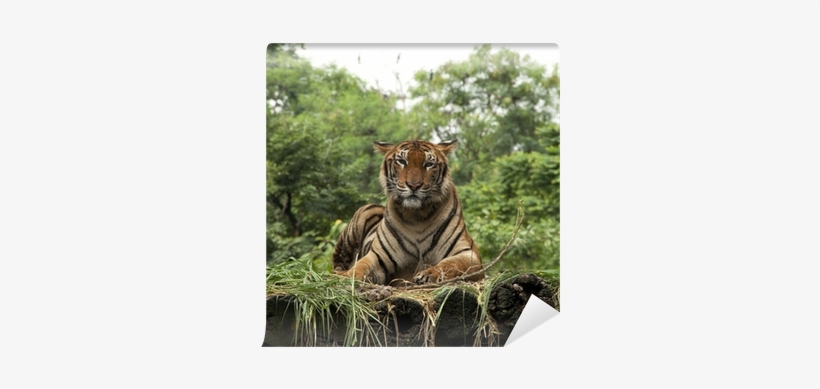 Bengal Tiger, transparent png download