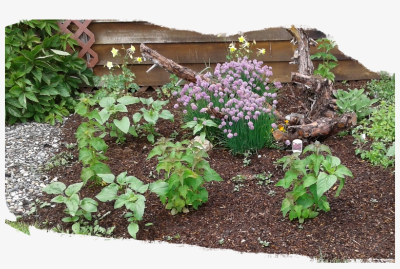 Japanese Anemone, transparent png download