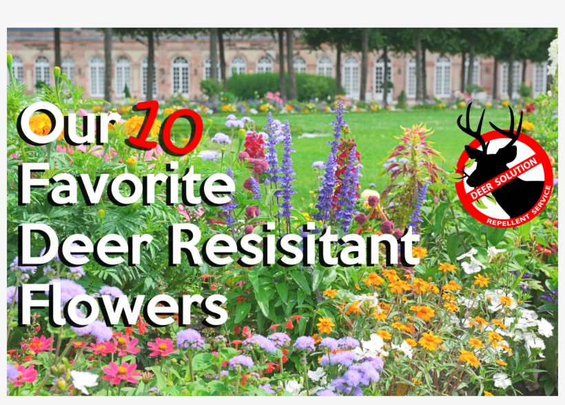 Blossoming Flowerbeds, transparent png download