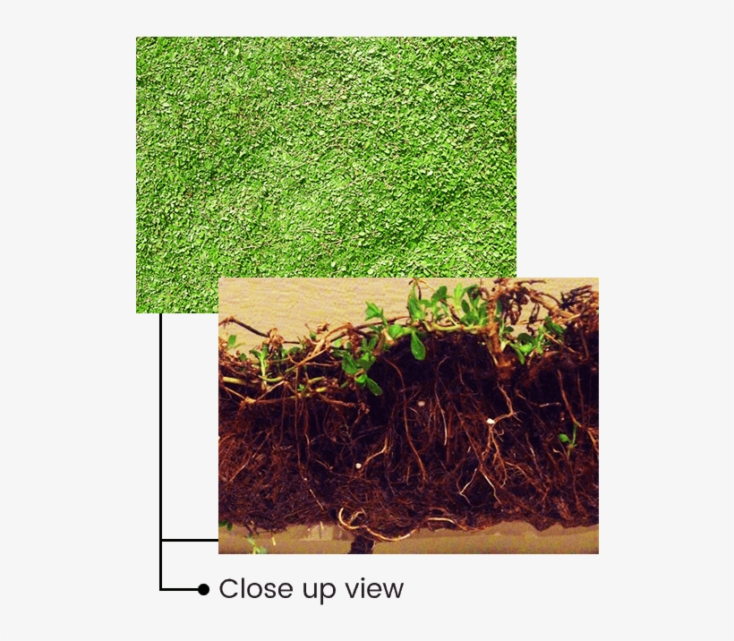 Effective Weed Control - Lawn, transparent png download