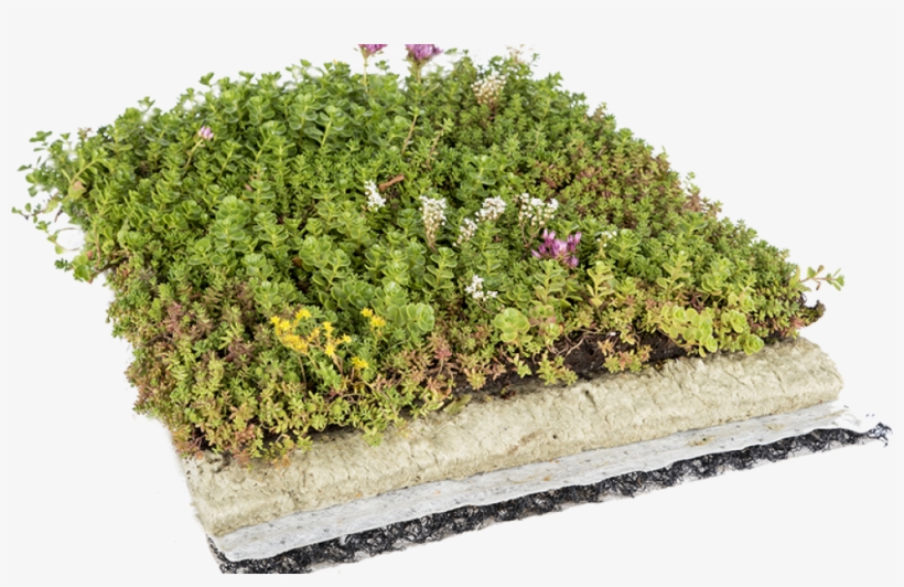 123 - Moss, transparent png download