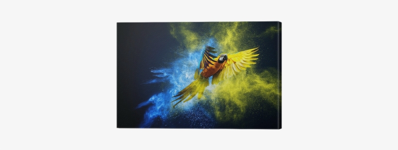 Flying Ara Parrot Over Colourful Powder Explosion Canvas - Epson Sure Color S40600, transparent png download