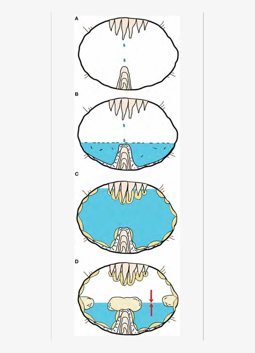 A Stalagmite Forms In A Subaerial Environment - Phreatic Overgrowths Speleothems, transparent png download