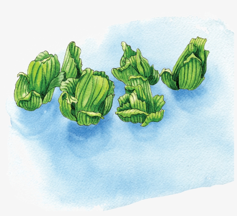 Illustration By Helen Krayenhoff - Illustration, transparent png download