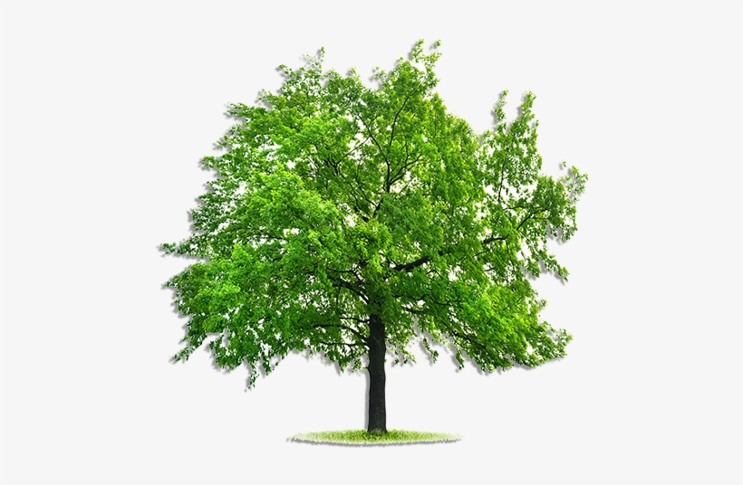 Tree Mend Us - Tree With Blank Background, transparent png download