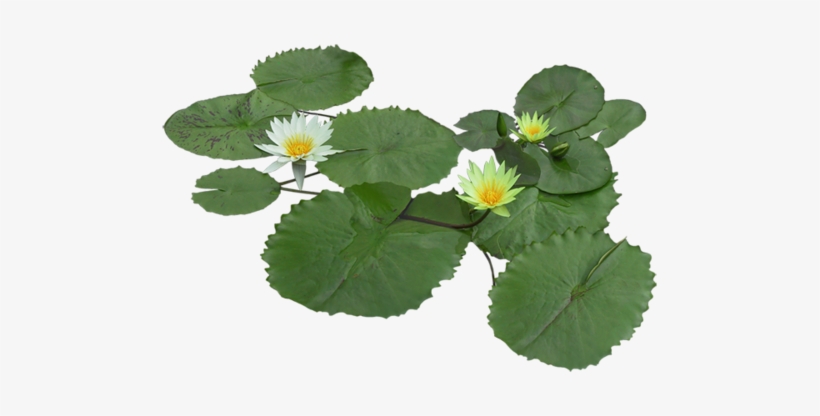 600 X - Water Lily Leaves Png, transparent png download
