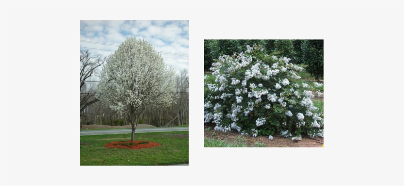 Picture - Acoma Semi Dwarf Crape Myrtle, transparent png download