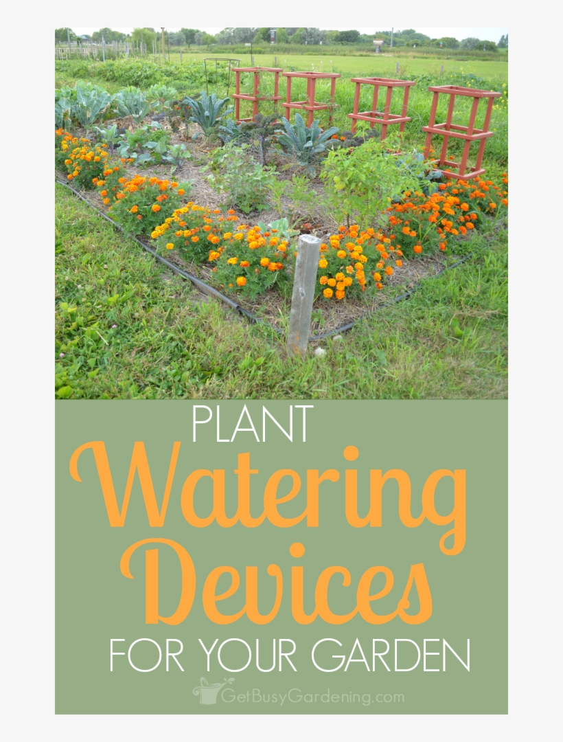 Using Plant Watering Devices In Your Garden Not Only - Marigolds In A Garden, transparent png download