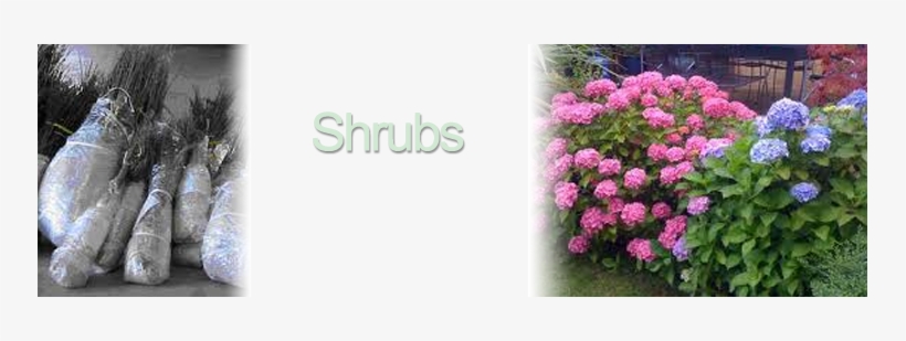 Bareroot Shrubs Info - Flowering Shrubs, transparent png download