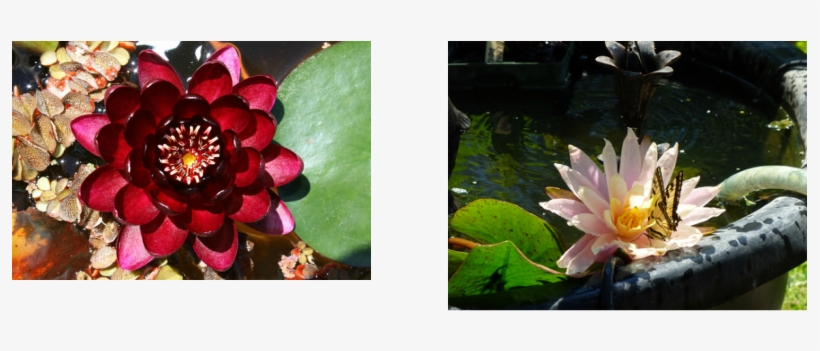Pond Plants - Ontario, transparent png download
