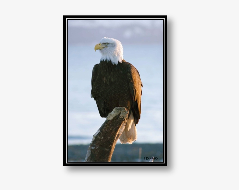 Bald Eagle - Eagle For One Day, transparent png download