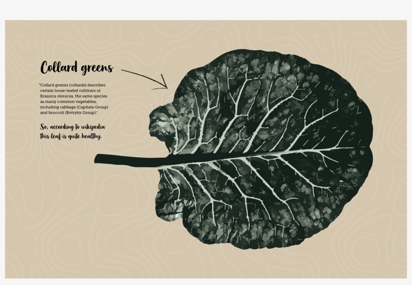 Raštika Is Kale Like Vegetable That Grows Throughout - Illustration, transparent png download