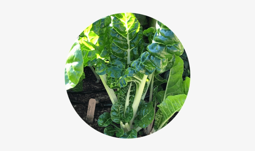 Greens Circles Greens Circles Swisschard - Chard, transparent png download