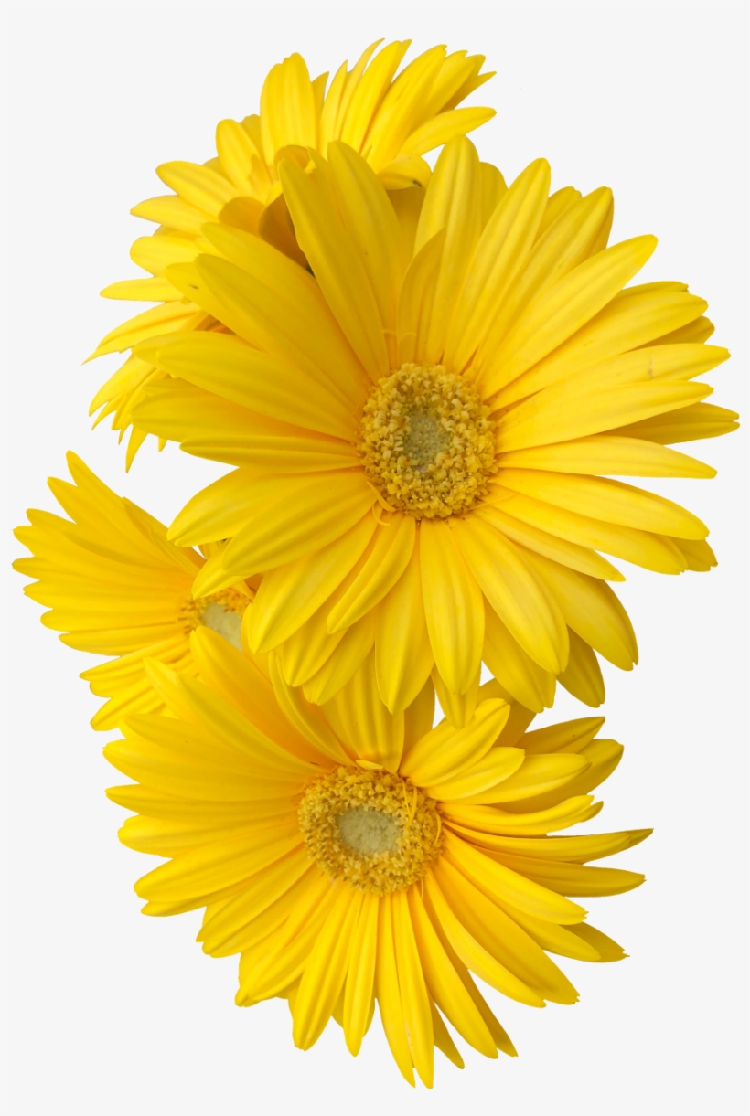 Report Abuse - Sunflower Made Of Paper, transparent png download