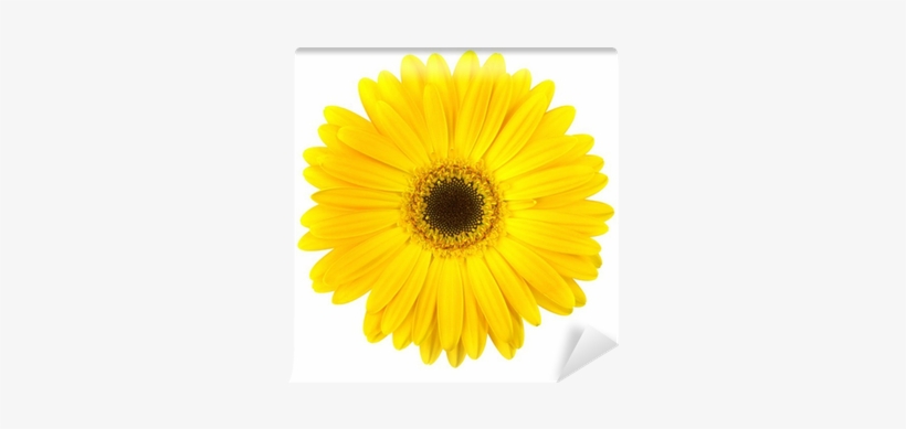 Yellow Daisy Flower Isolated On White Wall Mural • - Common Daisy, transparent png download