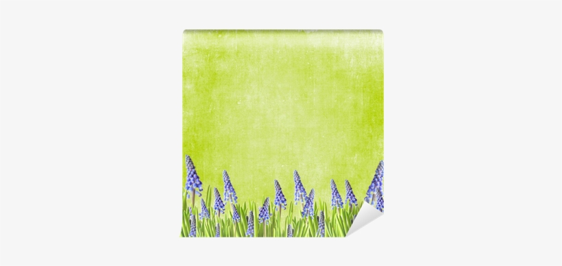 Grass, transparent png download
