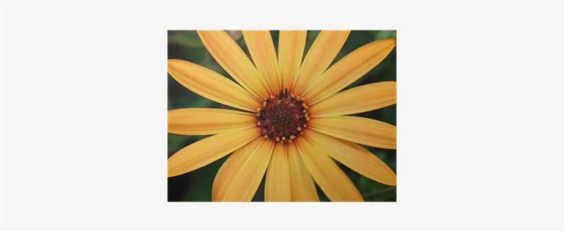 Rudbeckia Fulgida Orange Coneflower - African Daisy, transparent png download