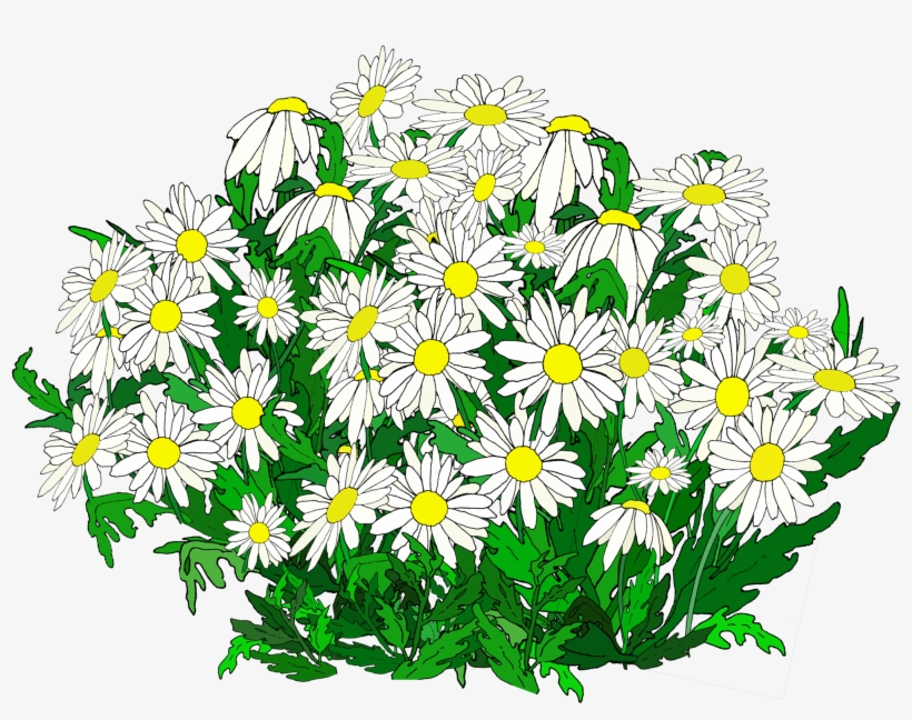 Yellow Daisy Png - Teacher, transparent png download
