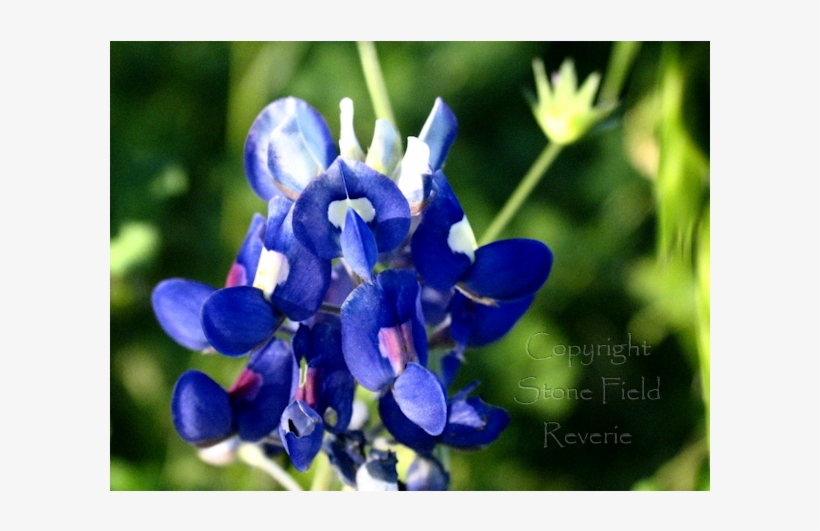 Blue Bonnet - Bluebonnet, transparent png download
